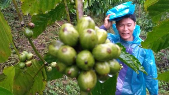 42 1 Hiep Hoi Ca Phe My Danh Gia Cao Ca Phe Robusta Cua Viet Nam