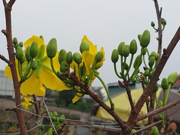 42 3 Suc Mua Cham Con Gap Mua Nguoi Ban Hoa Trai  O Sai Gon Lo Sot Vo