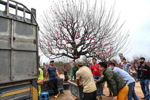 42 1 Khac Biet Thu Choi Cay Canh Tet Giua Ha Noi Va Sai Gon