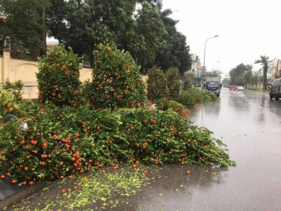 42 1 Mua Lon Ngay 28 Tet Hoa Kieng Cho Hoa Nga Do Tieu Thuong Nhu Ngoi Tren Lua