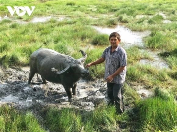 42 1 Vua Trau Mien Tay Tu Ngheo Kho Chi Co 1 Con Trau Den Ca Gia Tai Do So