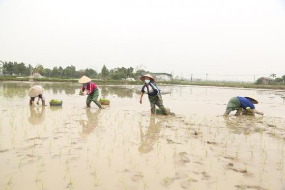 42 2 Ha Noi Mong 4 Tet Nguoi Cay Thue Kiem 300000 Dongngay