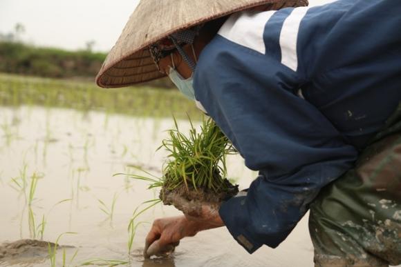 42 3 Ha Noi Mong 4 Tet Nguoi Cay Thue Kiem 300000 Dongngay