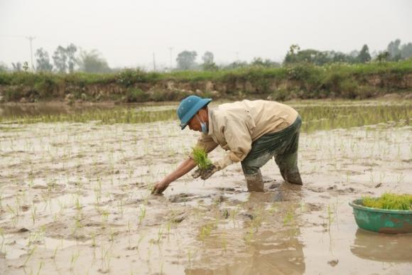 42 4 Ha Noi Mong 4 Tet Nguoi Cay Thue Kiem 300000 Dongngay