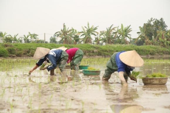 42 6 Ha Noi Mong 4 Tet Nguoi Cay Thue Kiem 300000 Dongngay