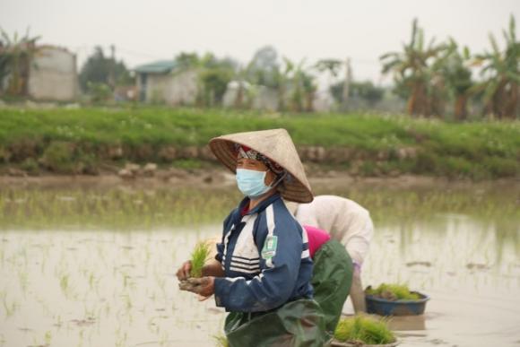 42 7 Ha Noi Mong 4 Tet Nguoi Cay Thue Kiem 300000 Dongngay