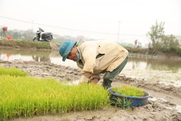 42 8 Ha Noi Mong 4 Tet Nguoi Cay Thue Kiem 300000 Dongngay