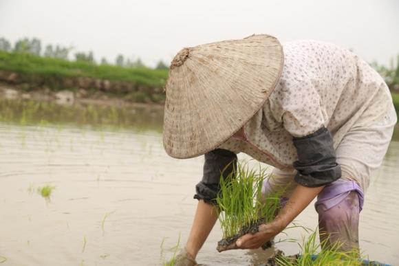 42 9 Ha Noi Mong 4 Tet Nguoi Cay Thue Kiem 300000 Dongngay