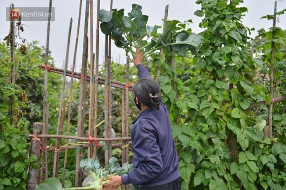 42 20 Nuoc Mat Sau Tet Nguoi Nong Dan Nho Bo Cai Bap Su Hao Vi E Khong Ban Duoc