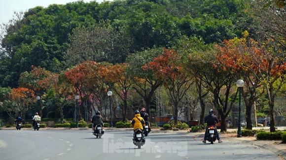 42 2 Nhung Cung Duong Ha Noi Vang Ruc Mua Cay Loc Vung Thay La