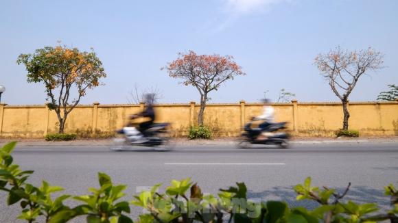 42 3 Nhung Cung Duong Ha Noi Vang Ruc Mua Cay Loc Vung Thay La