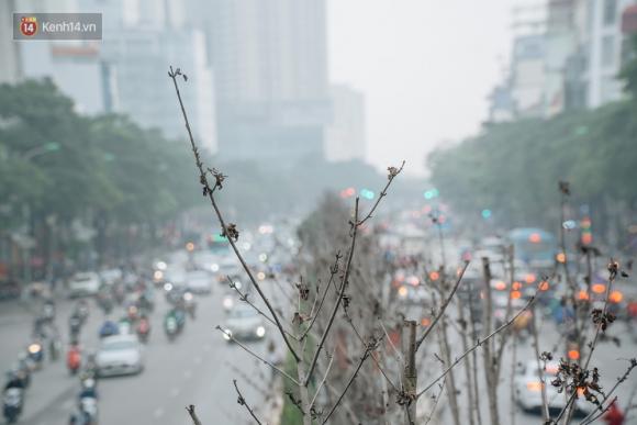 42 5 Hang Phong La Do O Ha Noi Tu Ky Vong Chau Au Giua Long Thu Do Den Nhung Canh Cui Kho Sap Bi Thay The