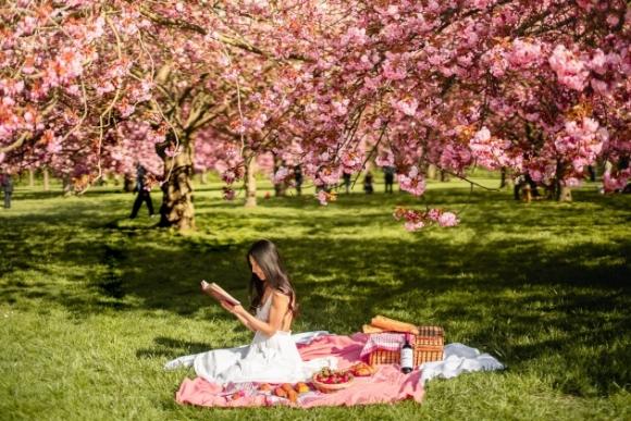 42 4 Bo Tui Kinh Nghiem Ngam Hoa Anh Dao Paris