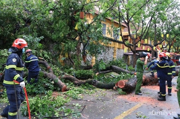 5 Ha Noi Cay Co Thu Hang Chuc Nam Tuoi Bat Ngo Bat Goc Sau Tran Gio Lon De Sap Tuong Toa An Nhan Dan Toi Cao