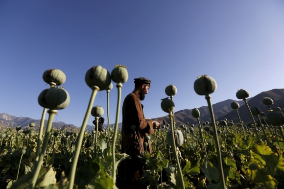 1 Qua Nhanh Qua Nguy Hiem Mot Taliban Giau Co Va Lon Manh Lay Tien Tu Dau