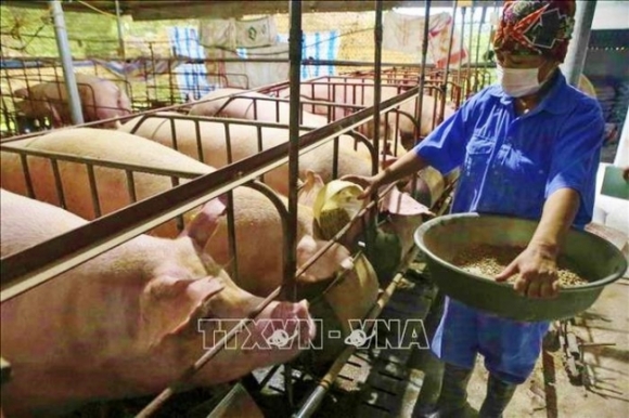 1 Dam Bao Nguon Cung Thit Lon Cho Dip Tet Nguyen Dan