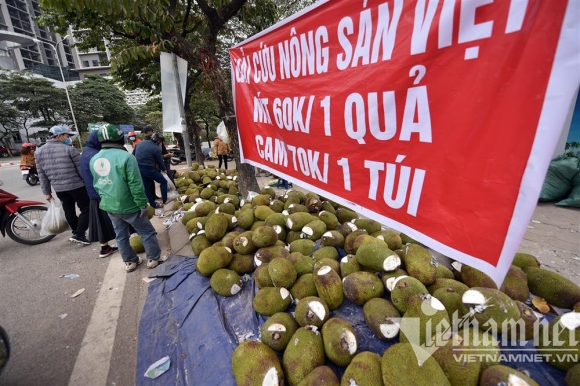 1 Mit Thai Tran Ve Ha Noi Gia Re E He Chat Dong Day Via He