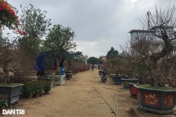3 Hoa Tet Tran Ngap Cac Nha Vuon O Nghe An Nhung Vang Khach Mua Hang