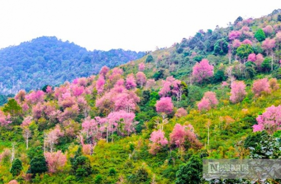 3 Ngam Mai Anh Dao No Ro Tren Xu So Suong Mu