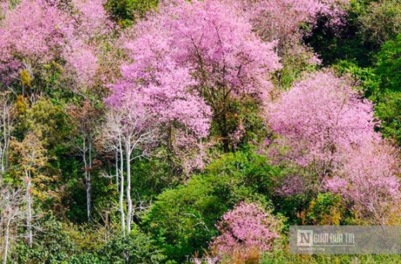 5 Ngam Mai Anh Dao No Ro Tren Xu So Suong Mu