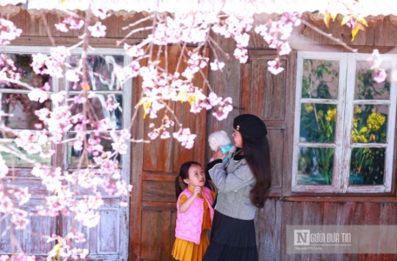 7 Ngam Mai Anh Dao No Ro Tren Xu So Suong Mu