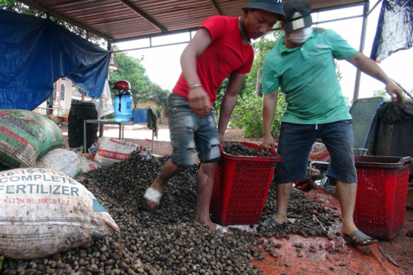 1 Gia Dieu Tuoi Giam Manh Khien Nong Dan Dieu Dung