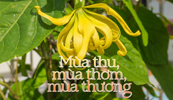 1 Mua Thu Mua Thom Mua Thuong