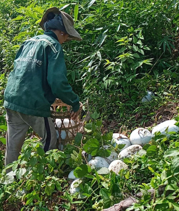 2 Bi Xanh Nam Lan Loc Ca Tram Tan Khong Ai Mua Nong Dan Huyen Ngheo O Nghe An Rom Nuoc Mat