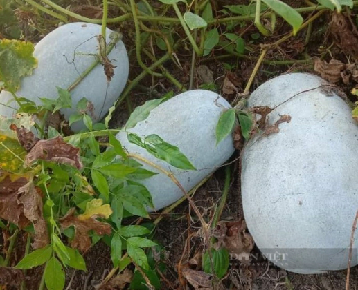 4 Bi Xanh Nam Lan Loc Ca Tram Tan Khong Ai Mua Nong Dan Huyen Ngheo O Nghe An Rom Nuoc Mat