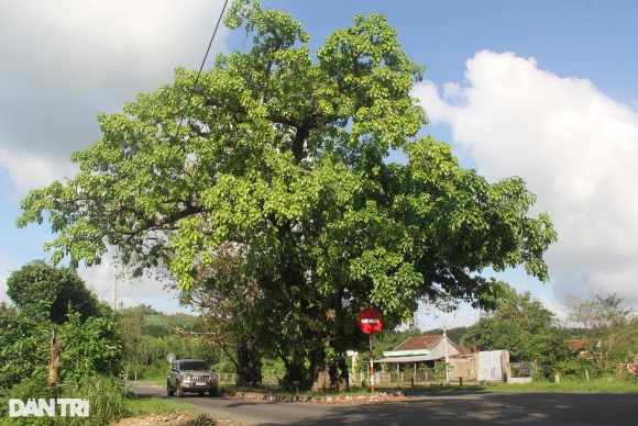 1 Vi Sao Lam Duong Phai Ne 3 Cay Sop Tram Tuoi O Phu Yen