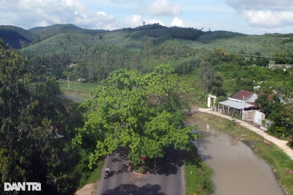 3 Vi Sao Lam Duong Phai Ne 3 Cay Sop Tram Tuoi O Phu Yen