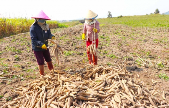 1 Bat Ngo Xuat Khau Mot Loai Nong San Cua Viet Nam Sang Nhat Ban Tang Toi 33576