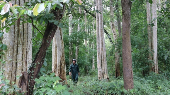 3 Khu Rung Hon 600 Ha Sap Bi Pha Lam Ho Thuy Loi