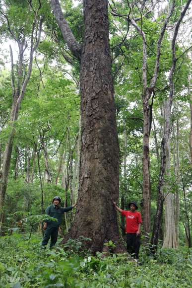 4 Khu Rung Hon 600 Ha Sap Bi Pha Lam Ho Thuy Loi