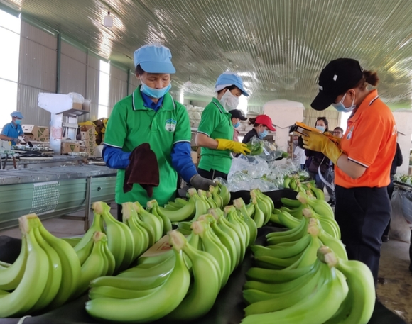 3 Hang Tram Container Chuoi Mit Sau Rieng Chuan Bi Xuat Khau Bat Ngo Bi Tuyt Coi