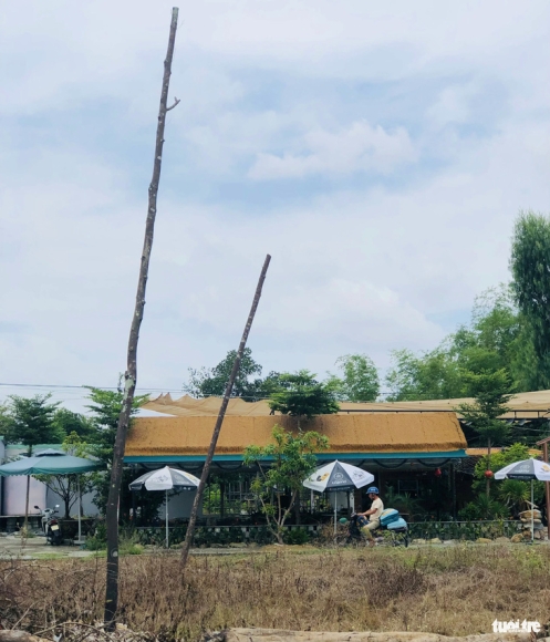 3 Cay Xanh Trui La Chet Kho Tren Duong Tram Ti Trach Nhiem Cua Ai