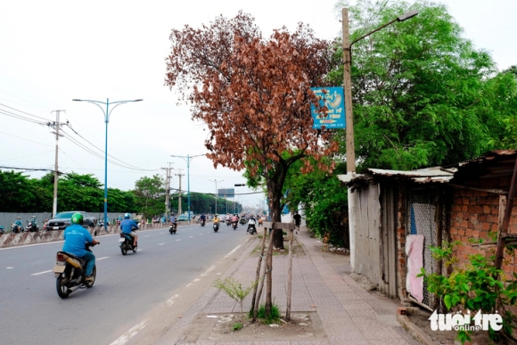 5 Hang Loat Cay Xanh Tren Duong Pho Tphcm Chet Kho