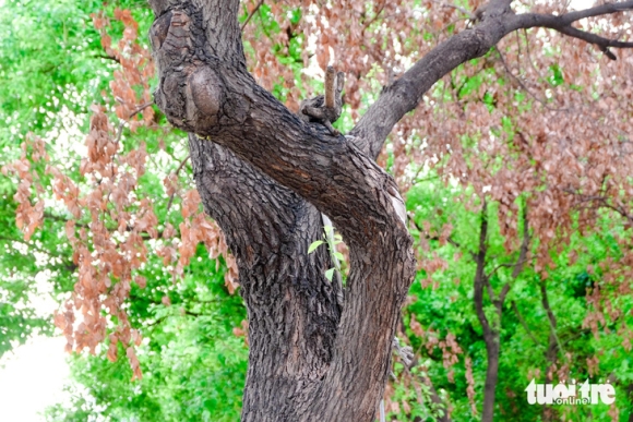 7 Hang Loat Cay Xanh Tren Duong Pho Tphcm Chet Kho