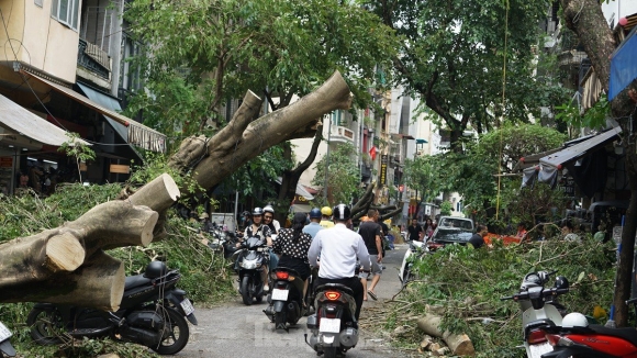 10 Khac Phuc Tinh Trang Cay Xanh Do Ngon Ngang Tren Duong Pho Ha Noi