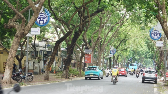 12 Khac Phuc Tinh Trang Cay Xanh Do Ngon Ngang Tren Duong Pho Ha Noi