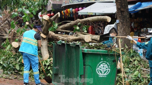 13 Khac Phuc Tinh Trang Cay Xanh Do Ngon Ngang Tren Duong Pho Ha Noi