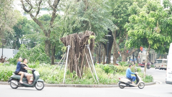 14 Khac Phuc Tinh Trang Cay Xanh Do Ngon Ngang Tren Duong Pho Ha Noi