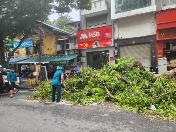 2 Khac Phuc Tinh Trang Cay Xanh Do Ngon Ngang Tren Duong Pho Ha Noi