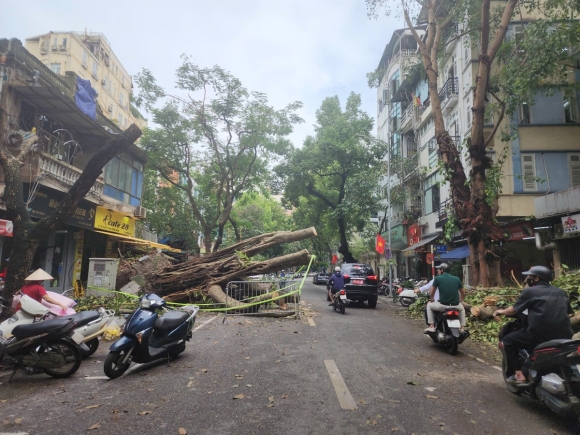 3 Khac Phuc Tinh Trang Cay Xanh Do Ngon Ngang Tren Duong Pho Ha Noi