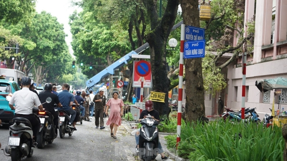 8 Khac Phuc Tinh Trang Cay Xanh Do Ngon Ngang Tren Duong Pho Ha Noi