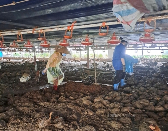 3 Gia Dien Tang Nguoi Chan Nuoi Vua Tai Dan Sau Lu Keu Troi