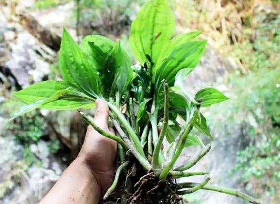 1 Cay Dai Moc Day O Viet Nam Ra Nuoc Ngoai Ban Hon Nua Trieukg