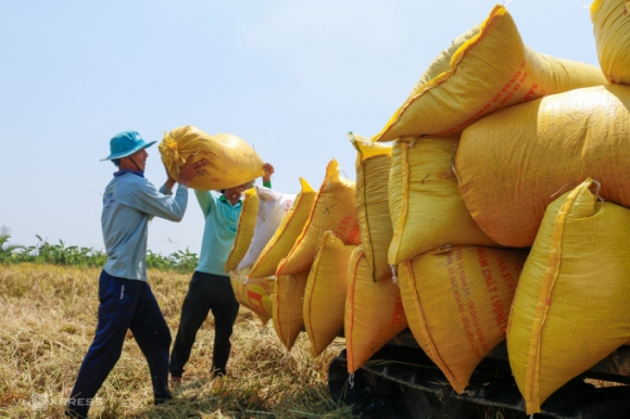 1 Gia Gao Xuat Khau Xuong Thap Nhat 4 Nam