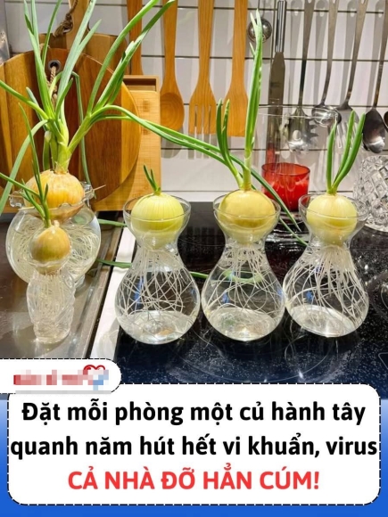 1 Bac Si Noi Gi Ve Tin Don Dung Cu Hanh Tay Hut Virus Cum