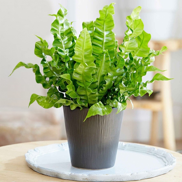 8 7 Loai Cay Trong Nha Giup Thanh Loc Khong Khi Ngan Nam Moc Gay Hai Suc Khoe